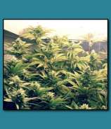 Life's Blood Seeds - Cherry Posh OG strain photo