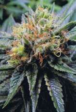 Bubblelicious strain photo
