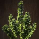 Fatty Bubba strain photo