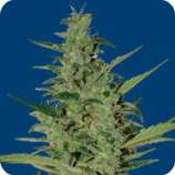 Sol Haze strain photo