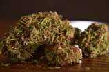 MadCat's Backyard Stash - Kernel HAS.OG #1 strain photo