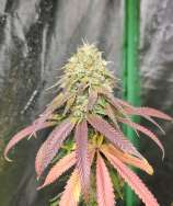 Cake Frosting strain photo