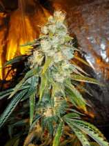 The Cali Connection - Jamaican Me Crazy strain photo