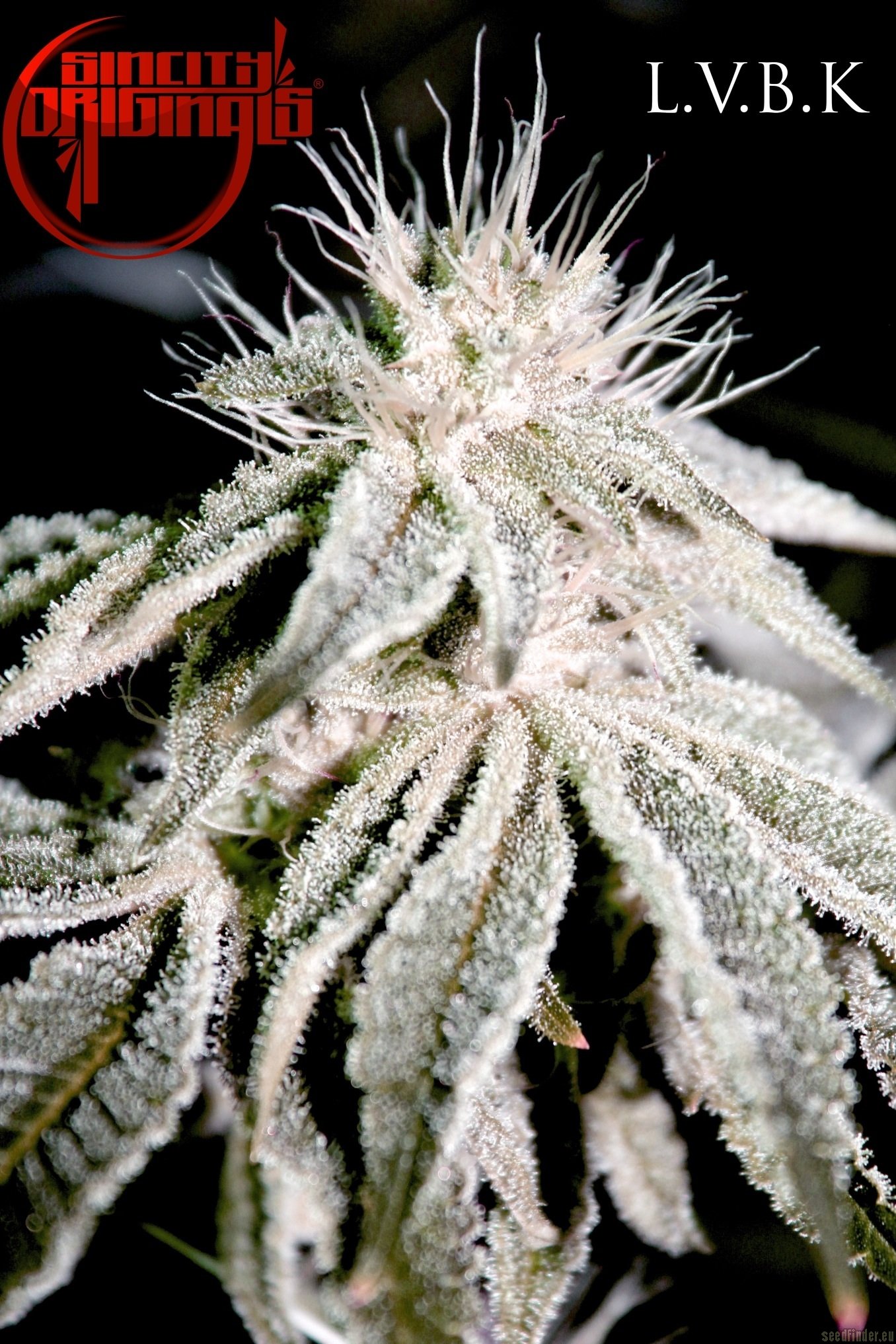 Las Vegas Bubba Kush strain photo