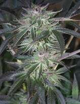 Zenseeds - Arne's Amnesia Chunk strain photo