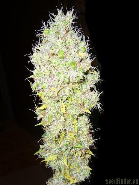 Delta 9 strain photo
