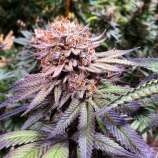 Grape Spodie strain photo