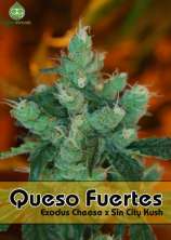 Alphakronik Genes - Queso Fuertes strain photo