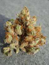 OG Raskal Genetics - Fire Alien Urkle strain photo