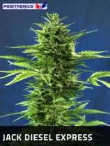 Positronics - Jack Diesel Express strain photo