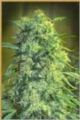Skunk 3xA2 strain photo