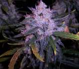Blue Frost strain photo