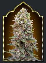 Auto Cheese Berry strain photo