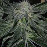 Blast strain photo