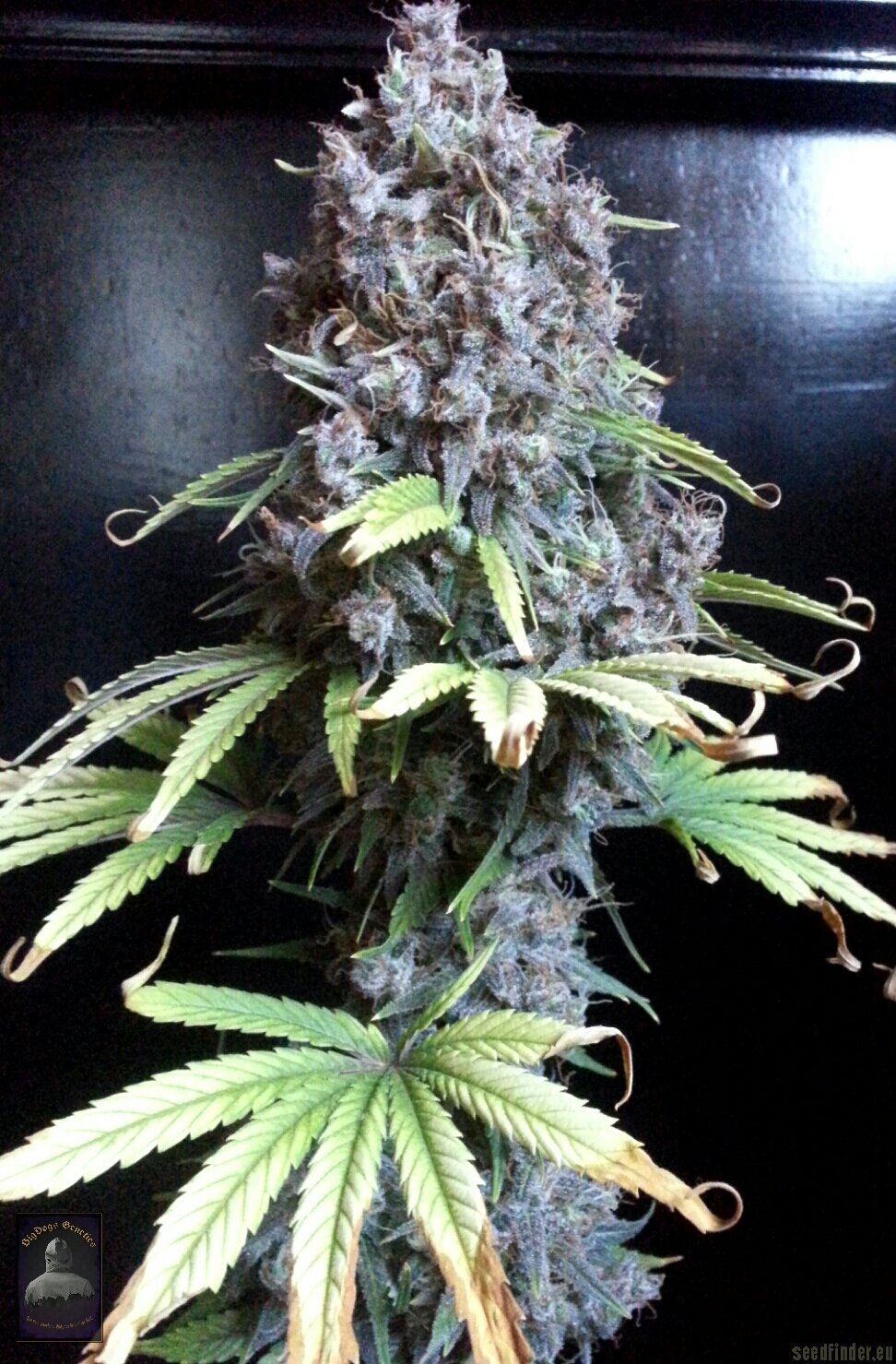Silver Moon strain photo