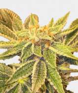 Wedding Cake strain photo
