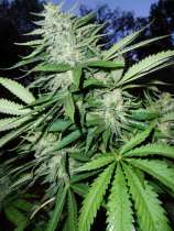 McFly strain photo