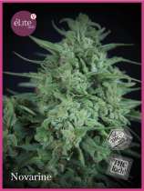 Novarine THCV strain photo