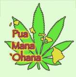 '98 Aloha White Widow strain photo