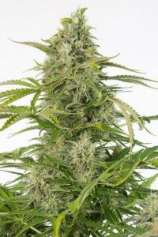 Cheese Auto CBD strain photo