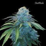 Northern Express strain photo