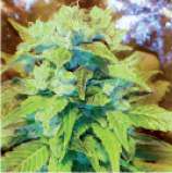 Sour Tropical D strain photo