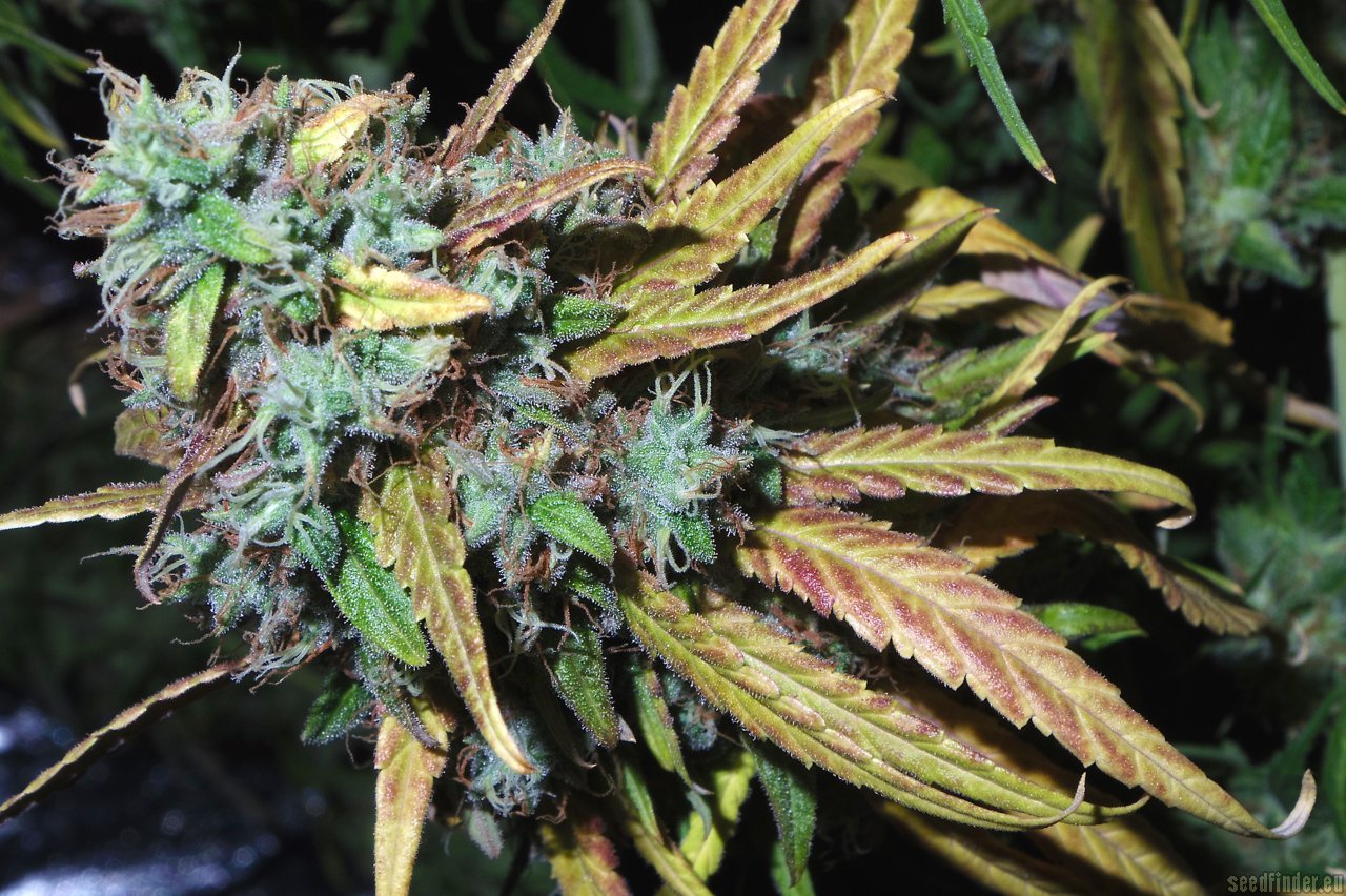 Mazari Grape strain photo