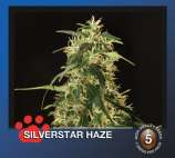 Silverstar Haze strain photo