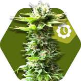 Zambeza - Power Kush Automatic strain photo