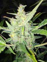 Auto White Widow x Big Bud strain photo