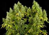 Airborne G13 strain photo