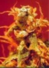 Orange Widow strain photo