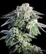Burning Bush Nurseries - Girl Scout Cookies strain photo