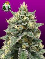 Azura Haze strain photo