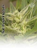 Sensitron strain photo