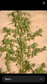 Pernambuco Gold strain photo