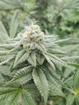 Made of Honor strain photo