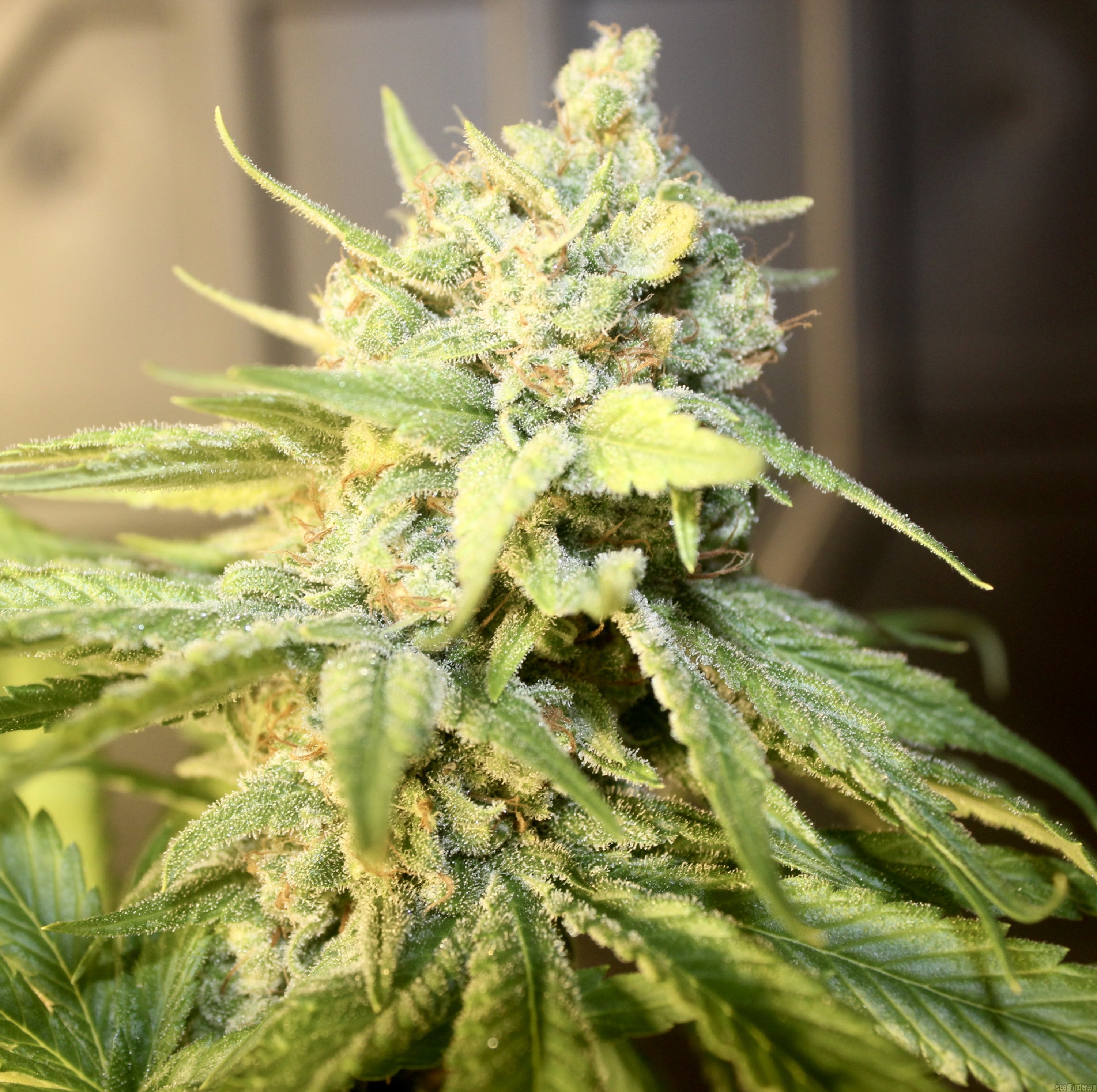 Blunt Force Trauma strain photo