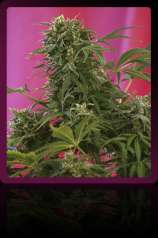 Snow Fruit strain photo