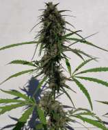 New Caledonia strain photo