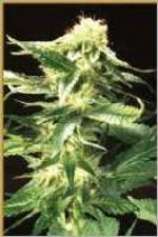 Super Skunk strain photo