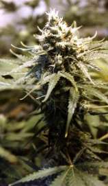 Afghani Gold strain photo