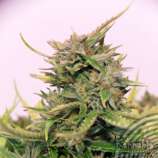 Baby Boom Auto CBD strain photo