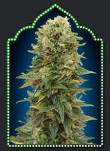 Auto Afghan Mass strain photo