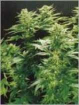 Thai Widow strain photo