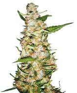 Skunk # 1 Automatic strain photo