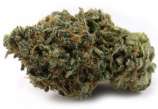 Alpha Blue strain photo