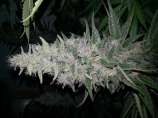 BrightBerry Cookies strain photo