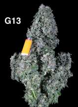 G13 strain photo