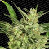 Automaria II strain photo